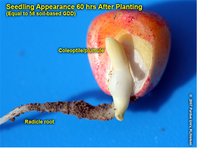 Radicle root and coleoptile of pre-VE seedling