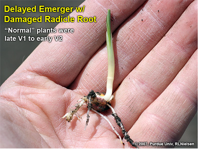 Delayed emerger with healthy lateral seminal roots and damaged, but alive radicle root