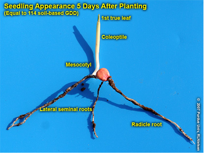 Seminal root system of VE seedling, but not evidence yet of nodal root system