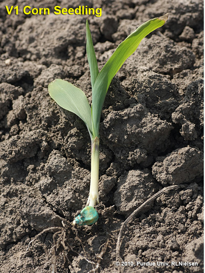 V1 corn seedling