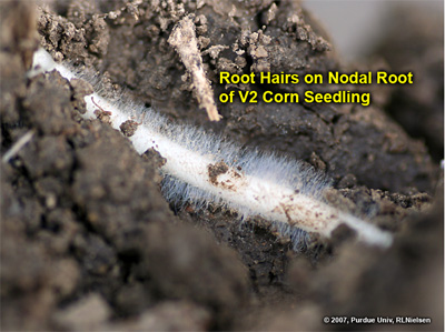 Root hairs on a V2 corn seedling