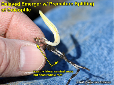 Delayed emerger with healthy lateral seminal roots but damaged radicle root