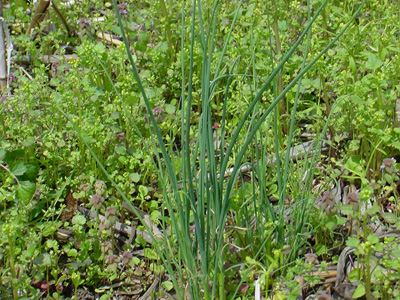 Wild garlic in a no-till field in the spring (Photo Credit: Glenn Nice, Purdue University).