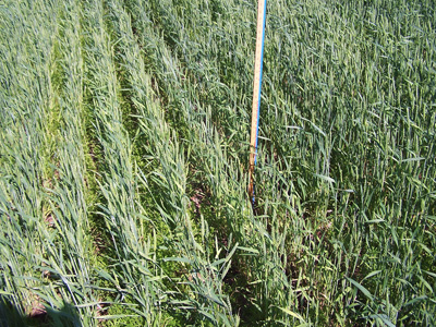 Severely damaged area of field (Photo Credit: Rick Scranton)