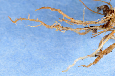 Close-up of needle nematode damaged wheat roots