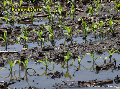 Ponded corn