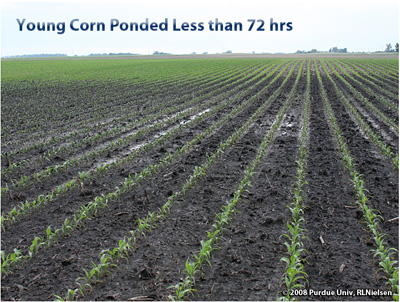 young corn ponded less than 72 hours