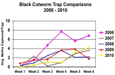 Black cutowrm trap comparisons