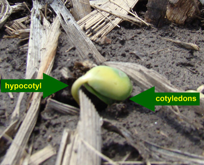 Figure 1. Emerging soybean seedling (shepherd's crook): hypocotyl and cotyledons