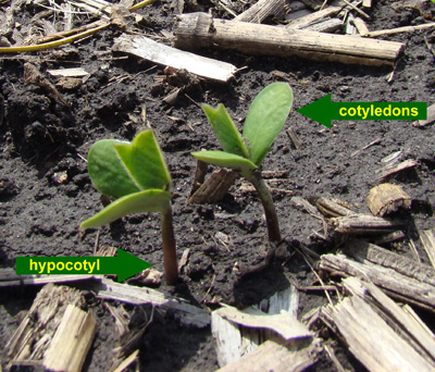 Figure 2. Emerged soybean seedling that has straightened