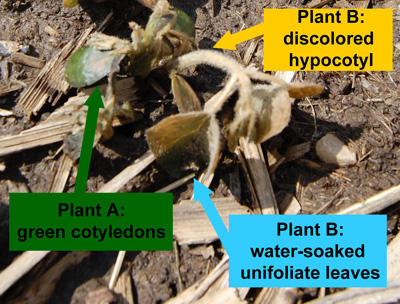 Figure 3. Plant A has a green hypocotyl and cotyledons and will likely survive. Plant B has a discolored hypocotyl and water-soaked cotyledons and unifoliates, and it is dead. (Photo Credit: Phil Walker, Planted April 7, 2010 near 
Columbia City, Indiana)
