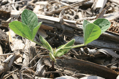 Figure 4. Split-stem growth aftger freeze damage to unifoliate leaves