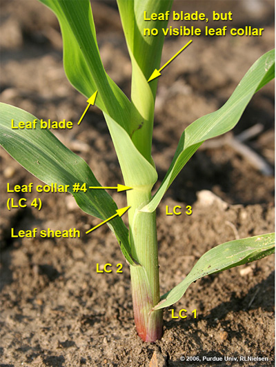 parts of a corn leaf