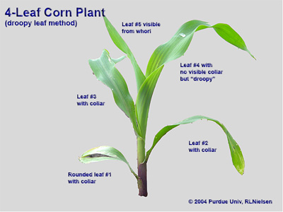 Same plant, but staged as 4-leaf according to the 
