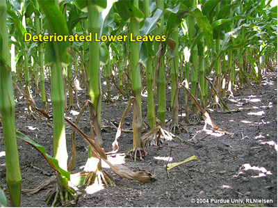 Typical deterioration of lower leaves in older corn plants
