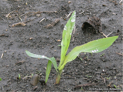 A 2-leaf stage corn seedling with a yellow-green appearance indicative of 'crappy' growing conditions