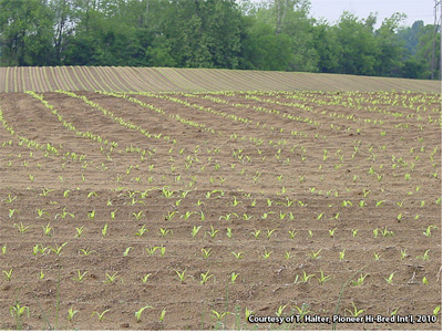 Yellow-green corn seedlings; late V2 to early V3 stage of development