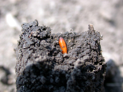 Seedcorn maggot pupa, indicating damage is complete