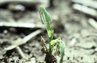 Shredded corn seedling from slugs
