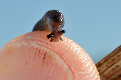 Up close and personal with a slug