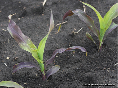 A very late V3 corn plant exhibiting purple leaves
