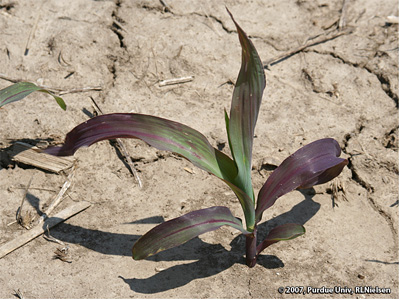 A very late V3 corn plant exhibiting purple leaves