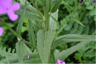 Figure 3. Dame's rocket linear leaves and branching from axils