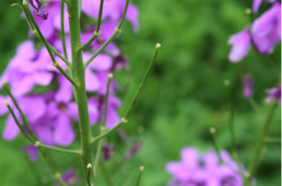 Figure 4.Dame's rocket seed pod