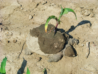 turtle in corn field