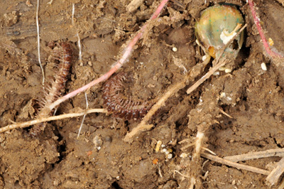 millipedes among a rotting seedling