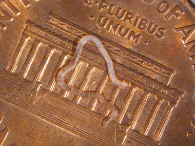 potworm on a penny