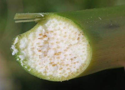 Figure 1. Discolored vascular tissue resulting from the disease Goss's wilt of corn
