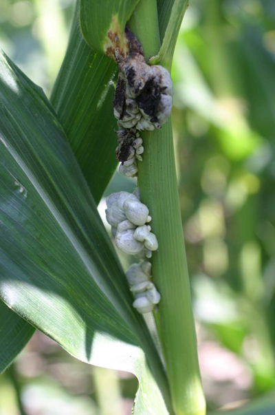 Figure 3. Common smut on corn (Photo courtesy G. Shaner)