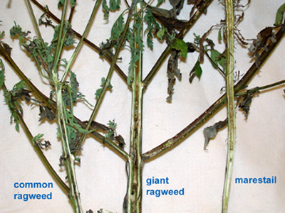 Insect tunneling in weeds results in poor herbicide translocation