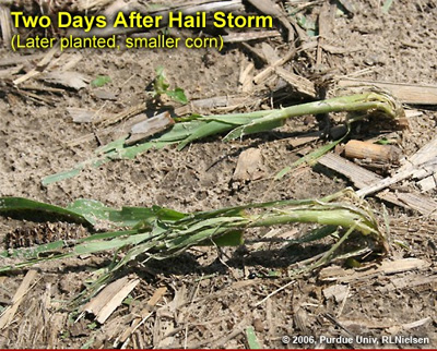 Two days after hail storm (Later planted, smaller corn)