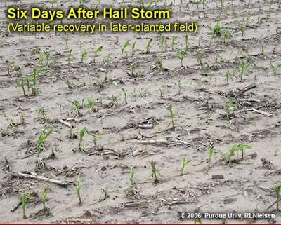 Six days after hail storm (Variable recovery in later-planted field)