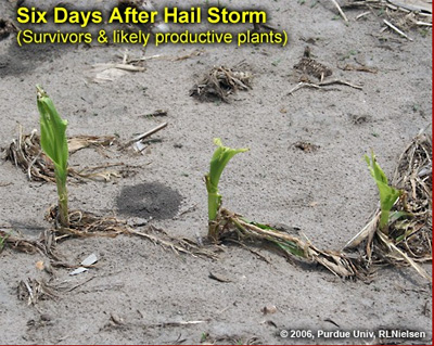 Six days after hail storm (survivors and likely productive plants)