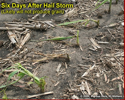 Six days after hail storm (Likely will not produce grain)