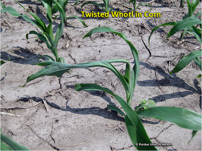 Twisted whorl in corn