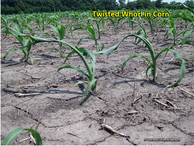 Twisted whorl in corn