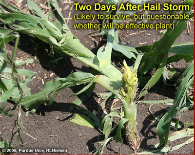 Two days after hail storm (Likely to survive but questionable weather will be effective plant)