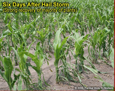 Six days after hail storm (strong recovery of majority of plants)