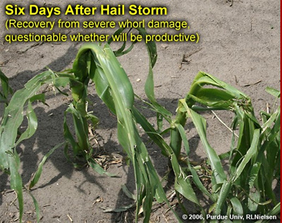 Six days after hail storm (recovery from severe whorl damage questionable whether will be productive)