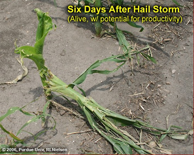 Six days after hail storm (alive with potential for productivity)
