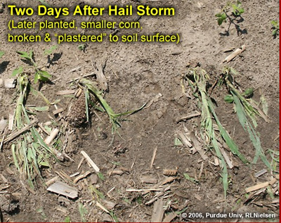 Two days after hail storm (later planted, smaller corn, broken and plastered to soil surface)