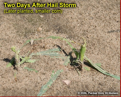 Two days after hail storm (later planted, smaller corn)