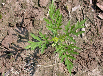 Common ragweed