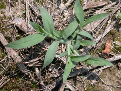 Crabgrass