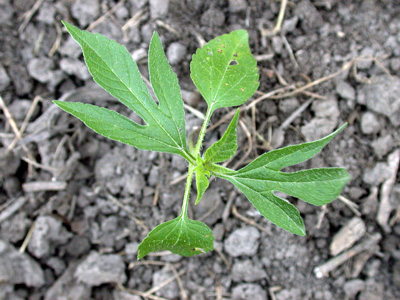 Giant ragweed