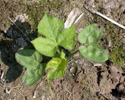 Ivy leaf morningglories